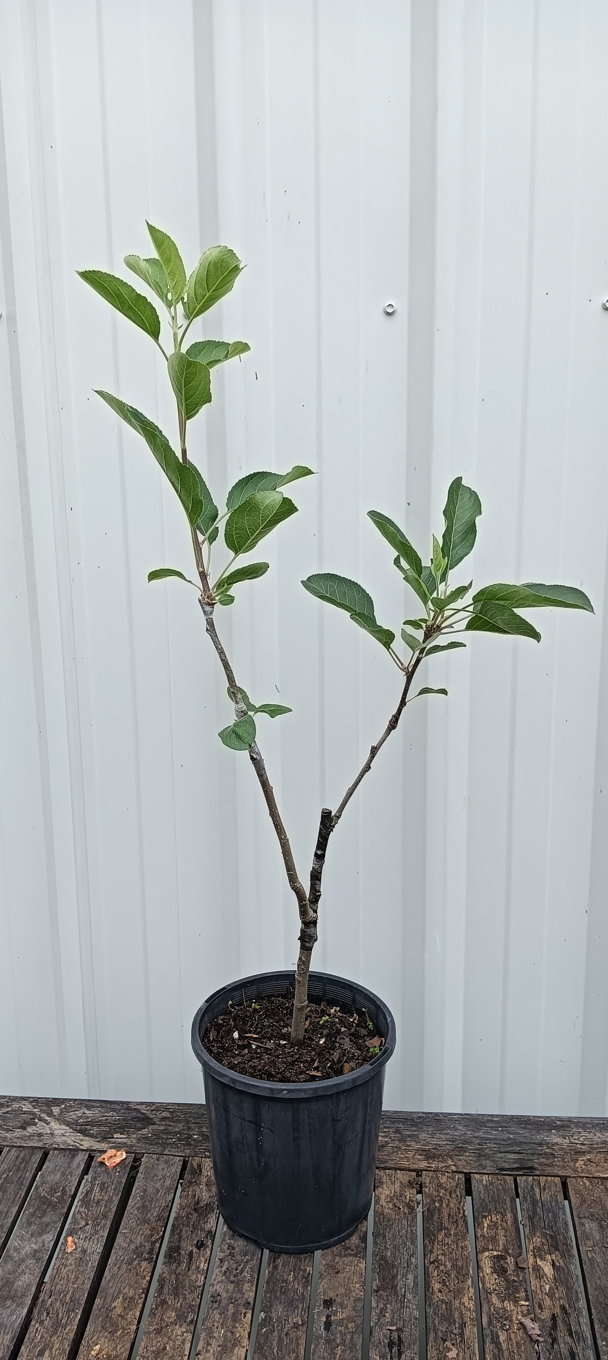 Dwarf Apple 2 Way Anna/Tropic Sweet