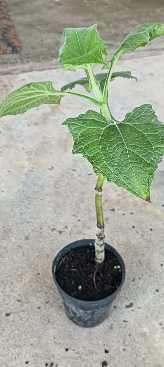 Yacon Tubers
