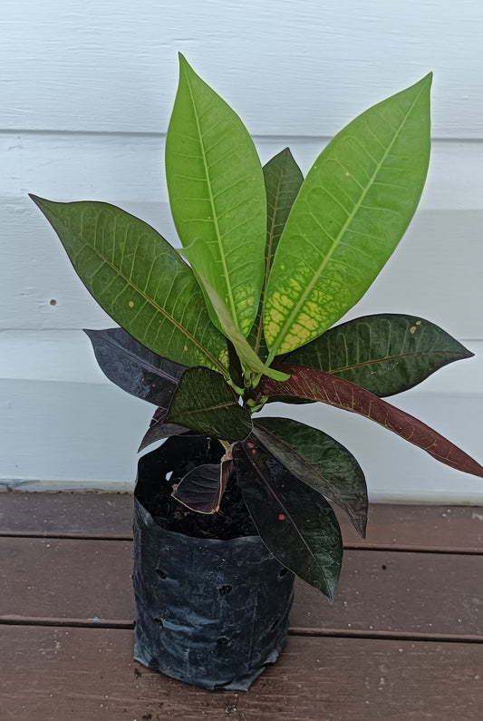 Croton