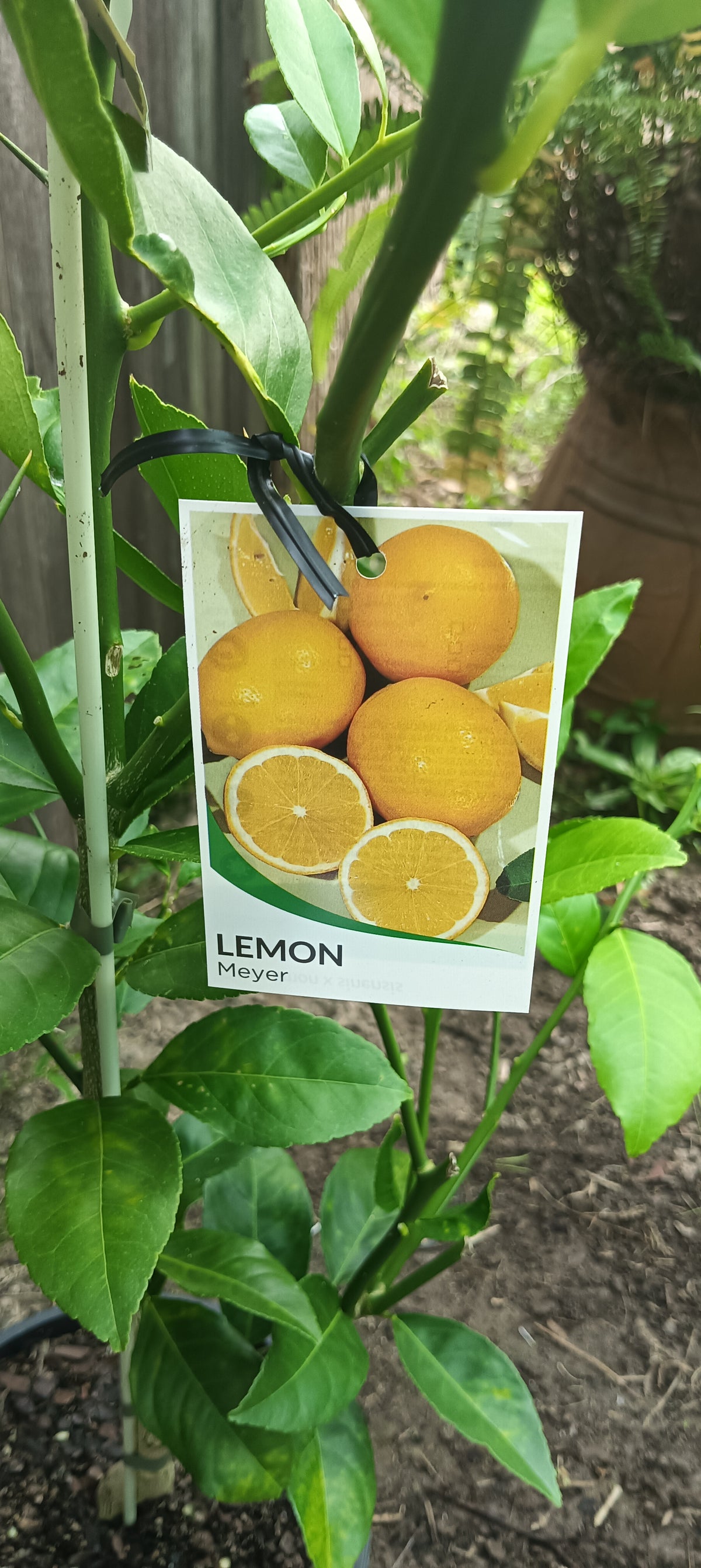 Meyer Lemon Tree