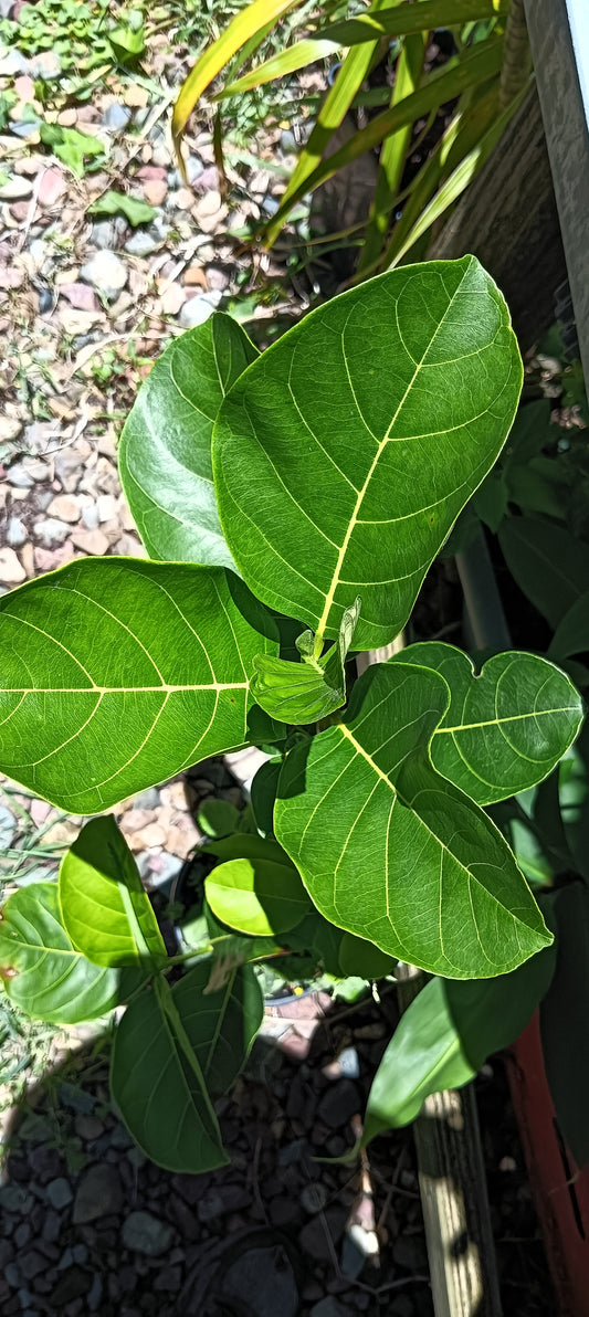 Jackfruit Seedling Plant