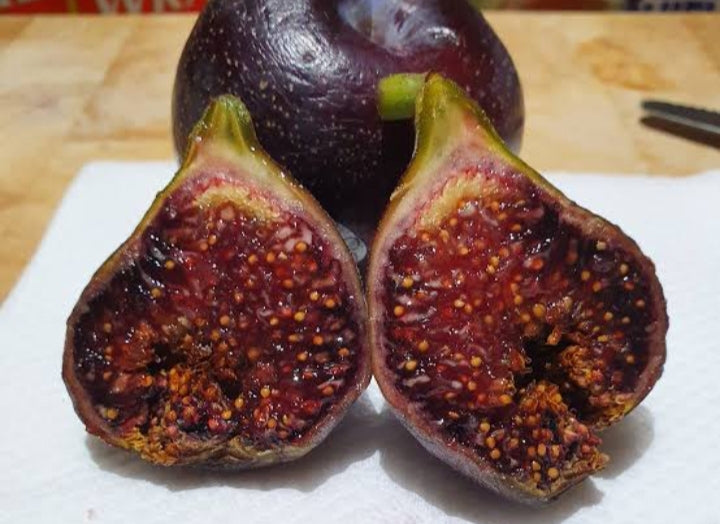 Fig " Adams Pride"