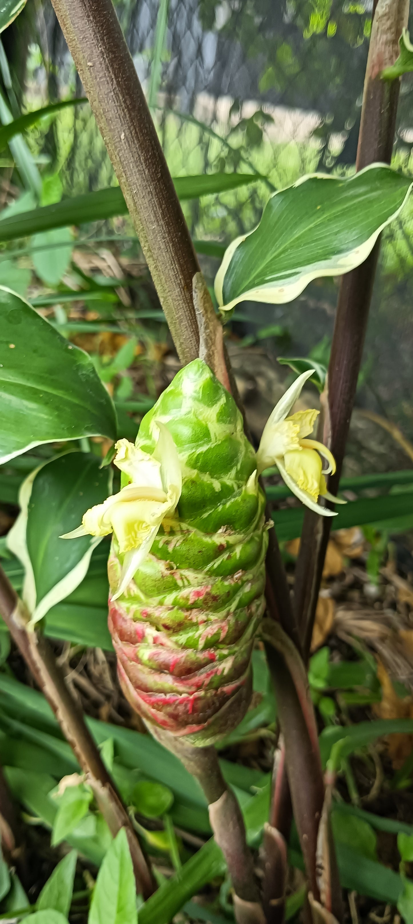 Zingiber zerumbet Darcyi Variegated Shampoo Ginger