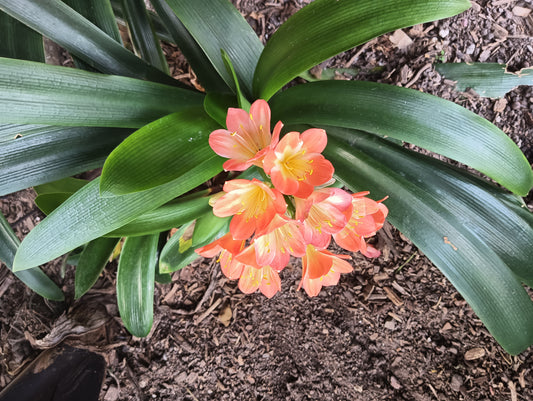 Clivia - Orange Flowered