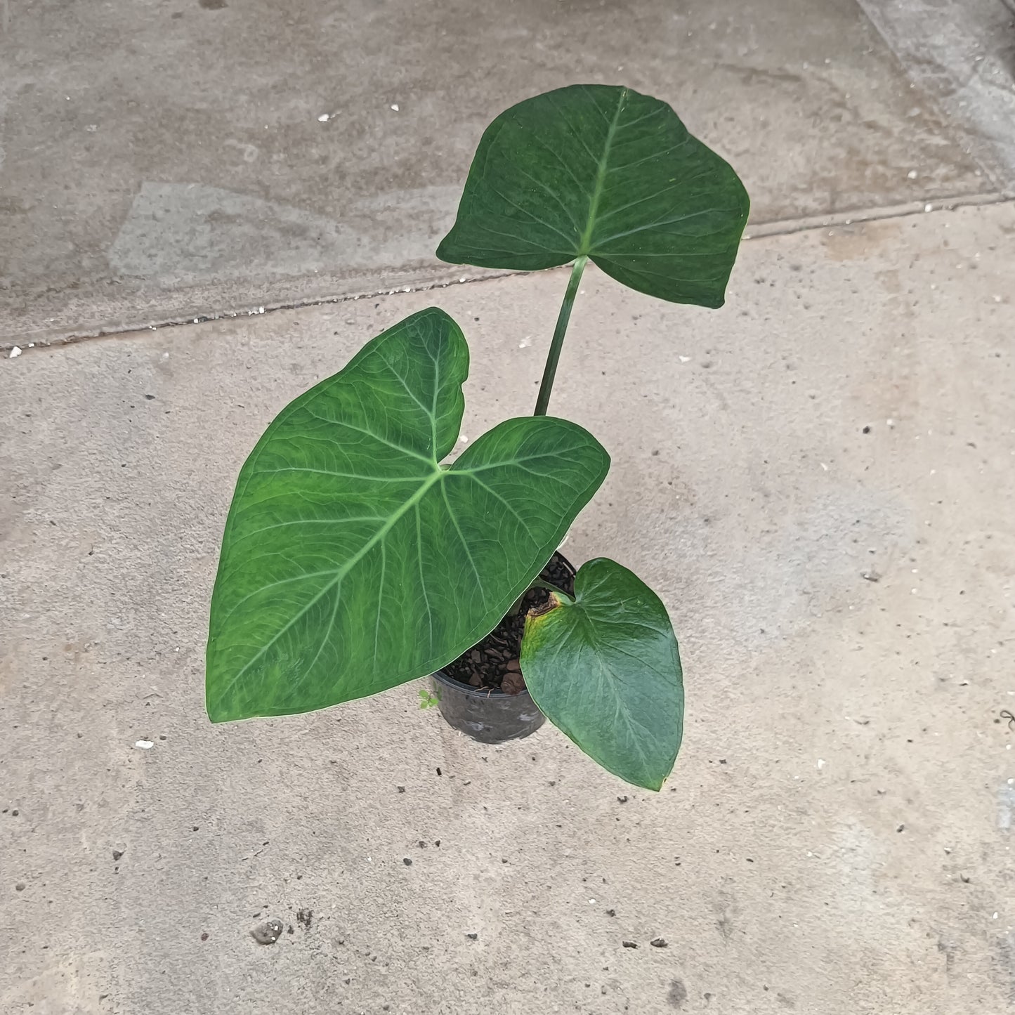 Asian Taro (Colocasia esculenta) Elephant Ear Pond Plant
