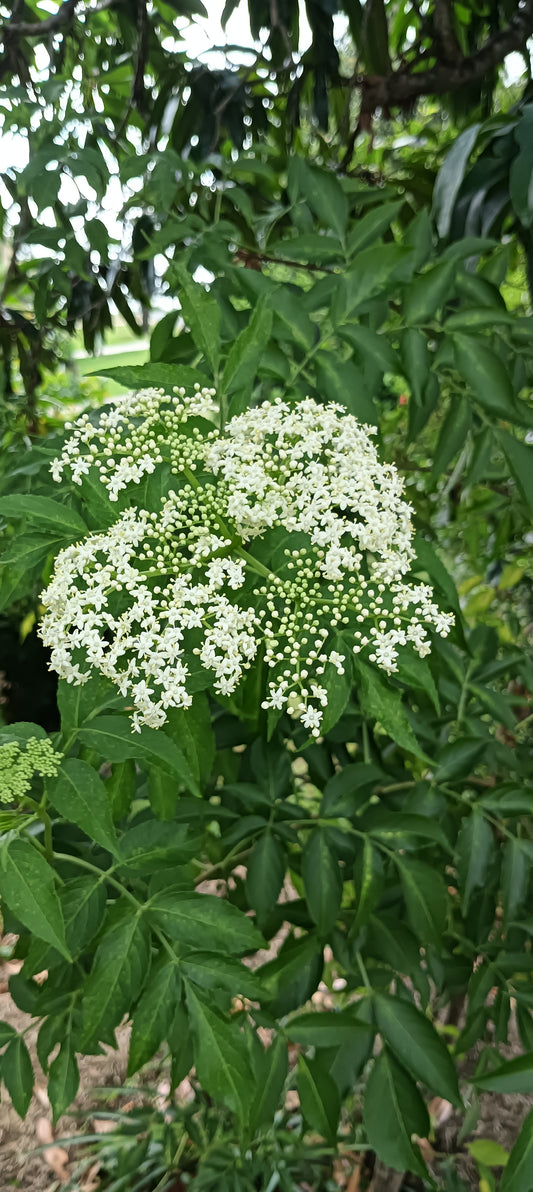 ElderFlower - Sambucus nigra