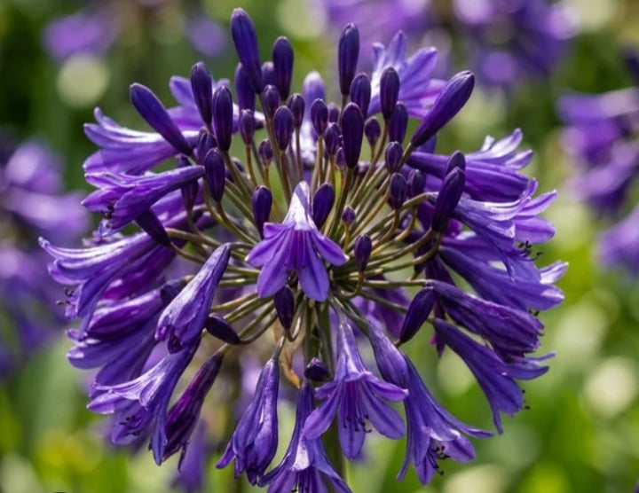 Agapanthus "Black Magic"