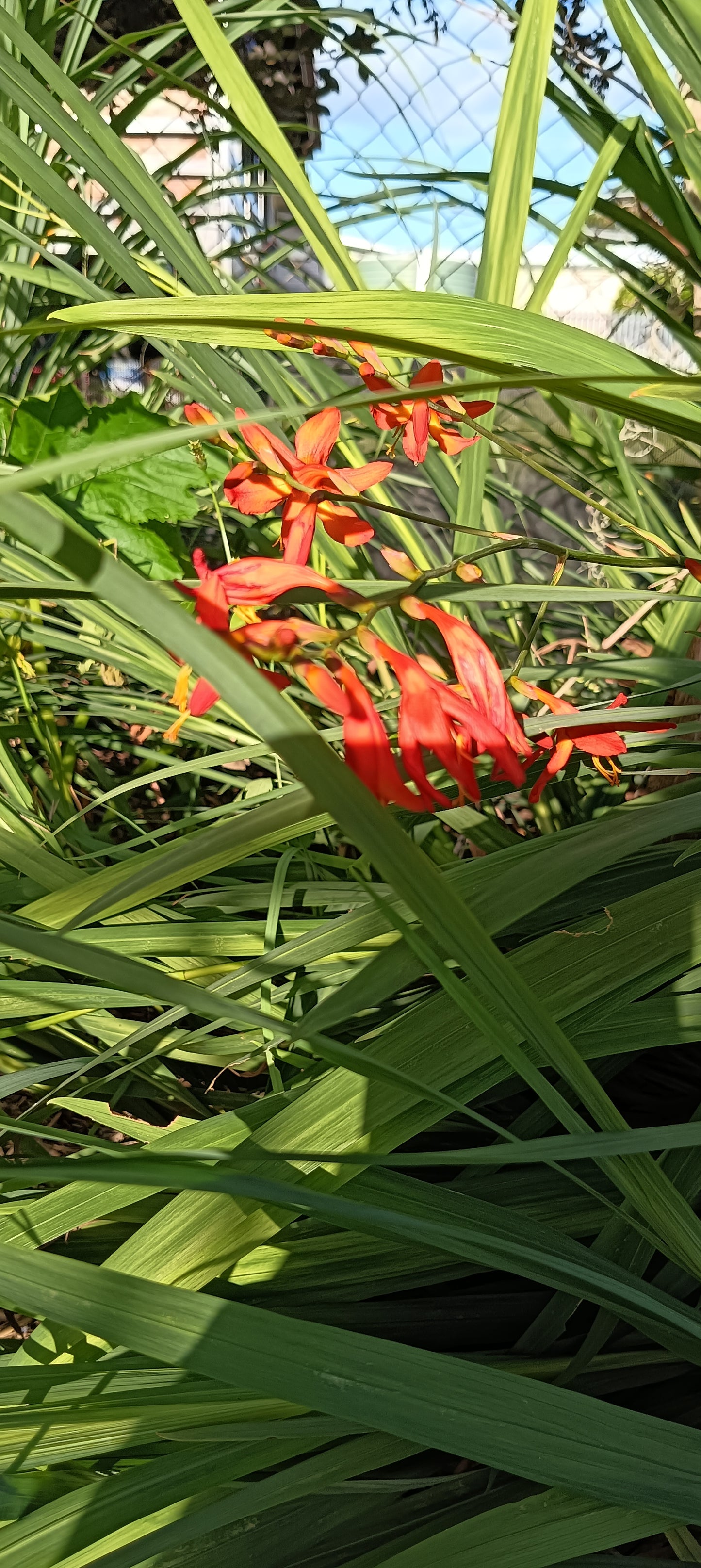 Crocosmia X Crocosmilflora