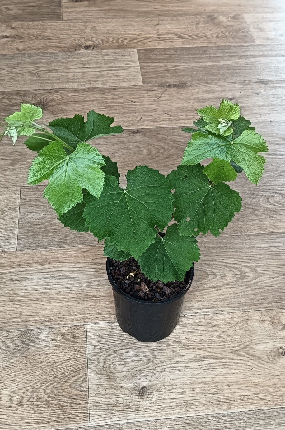 Grape Isabella Black (Qld Only)