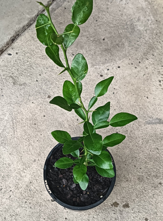 Kaffir Lime Plant
