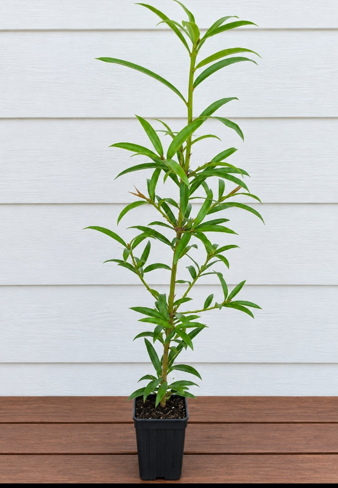 Plum Pine (Podocarpus elatus)