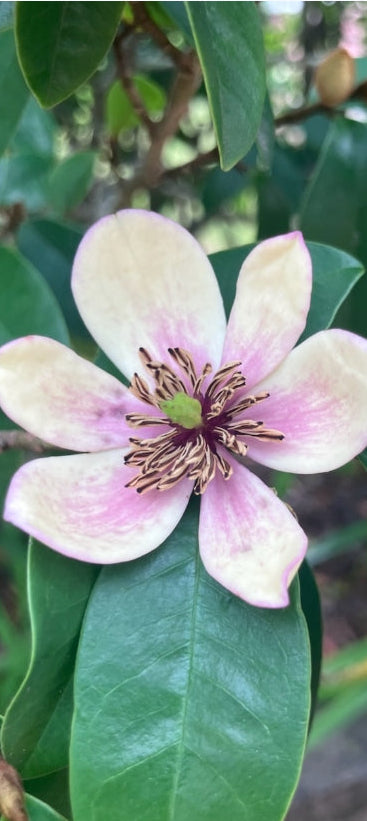 Michelia Figo " Port Wine Magnolia"