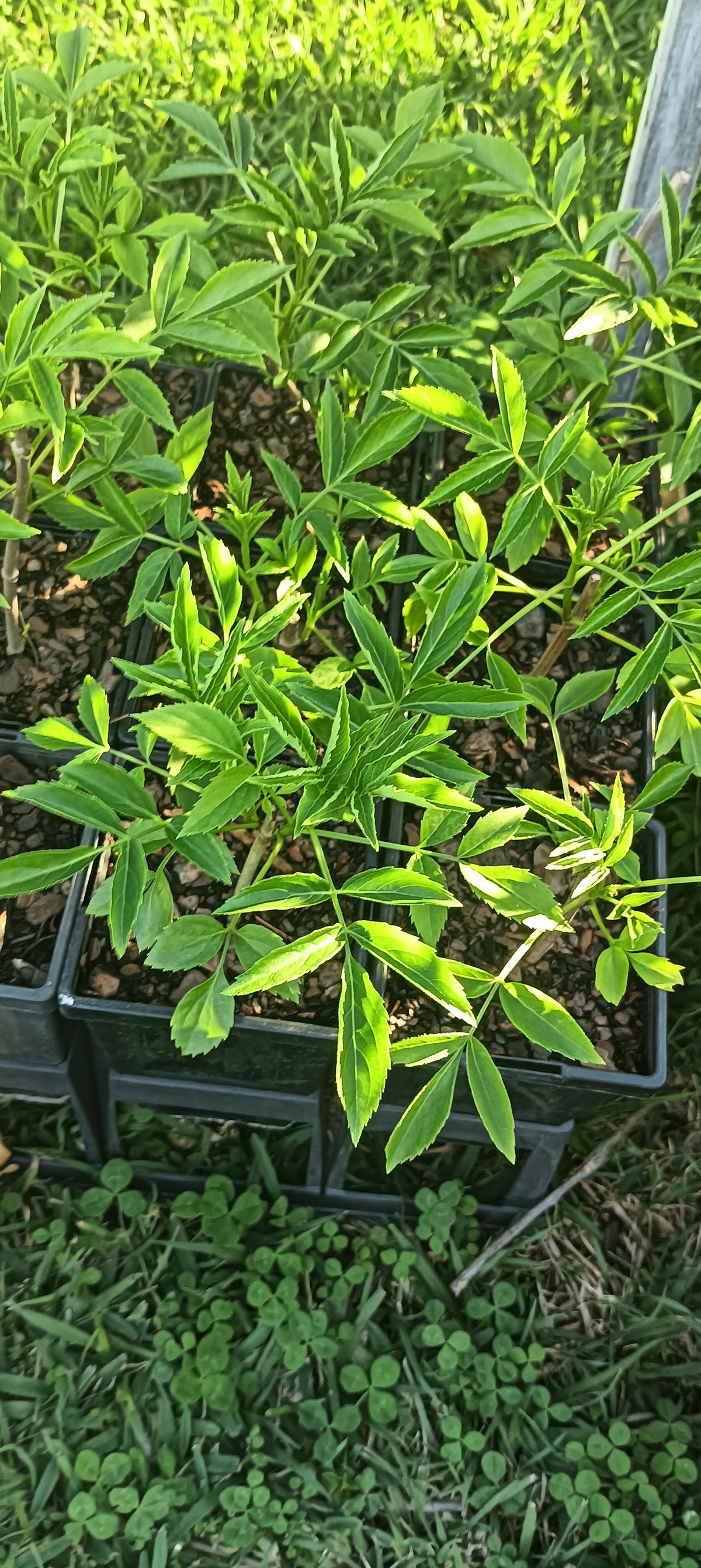 ElderFlower - Sambucus nigra