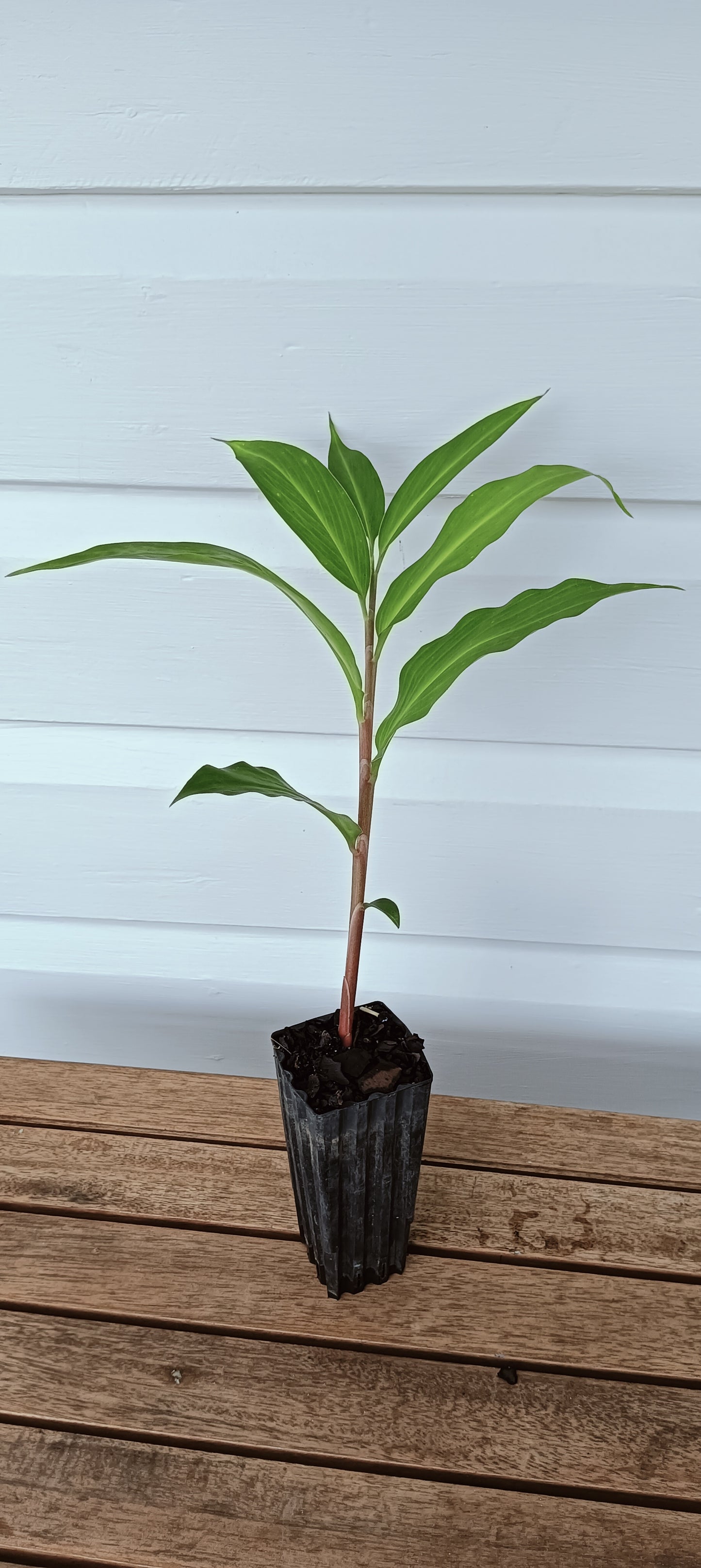 Beehive Ginger Plant - Borneo Red