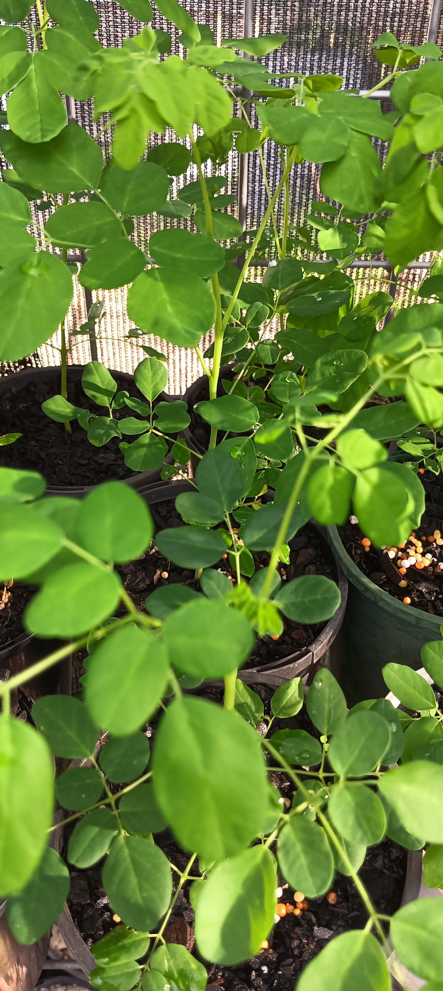 Moringa Plant- Drumstick Tree