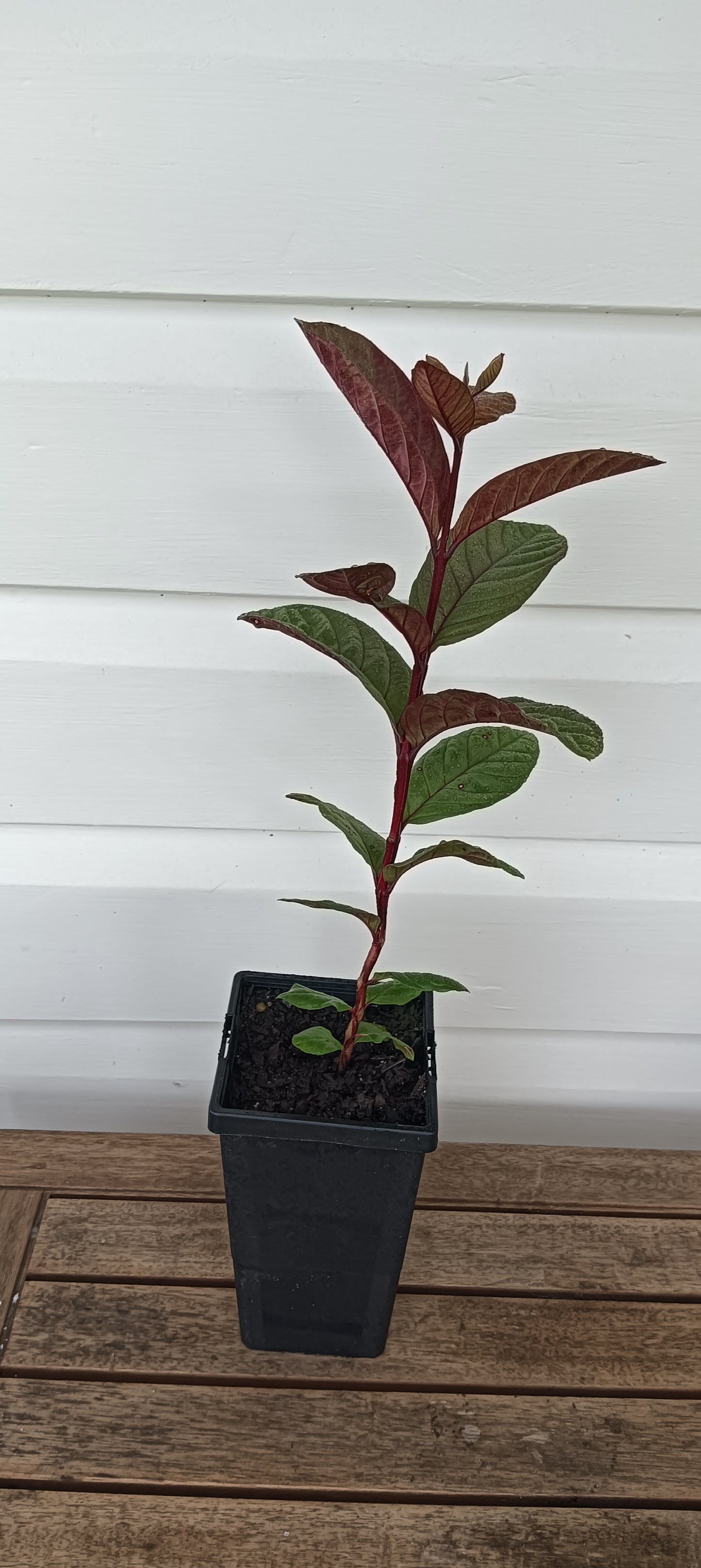 Purple Malay Guava