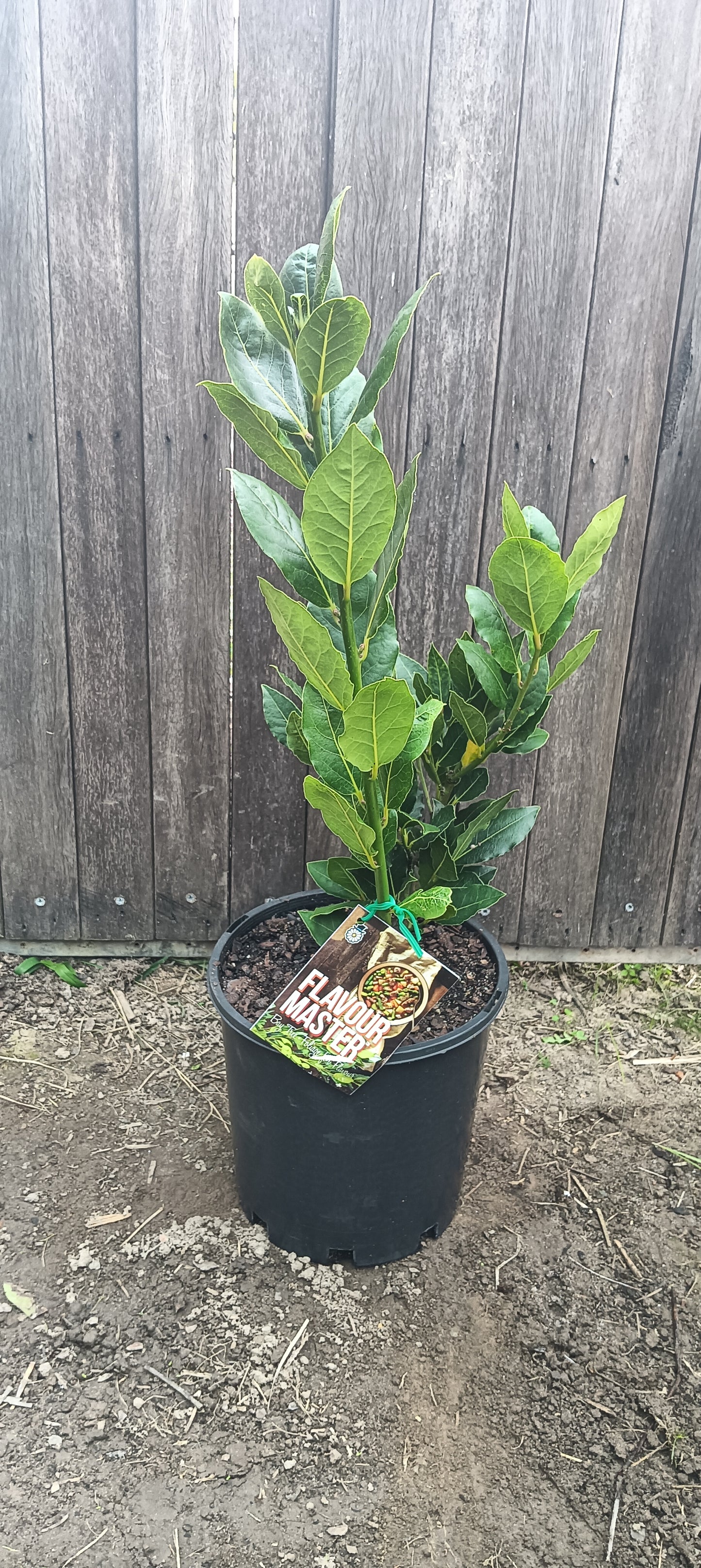 Bay Tree " Flavour Master"