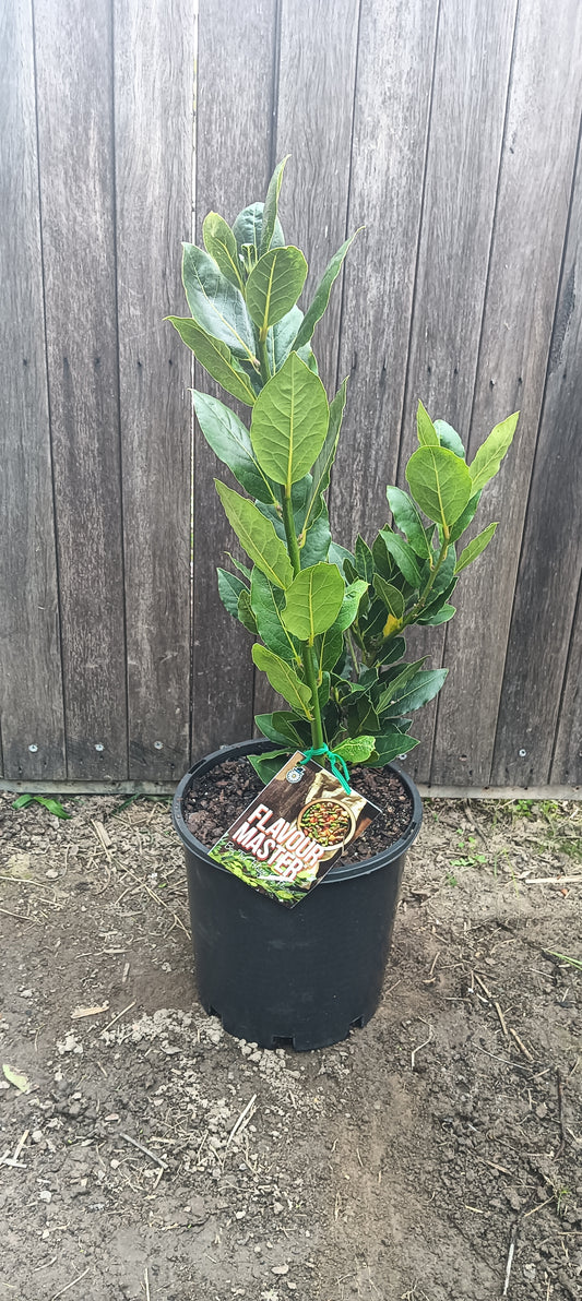 Bay Tree " Flavour Master"
