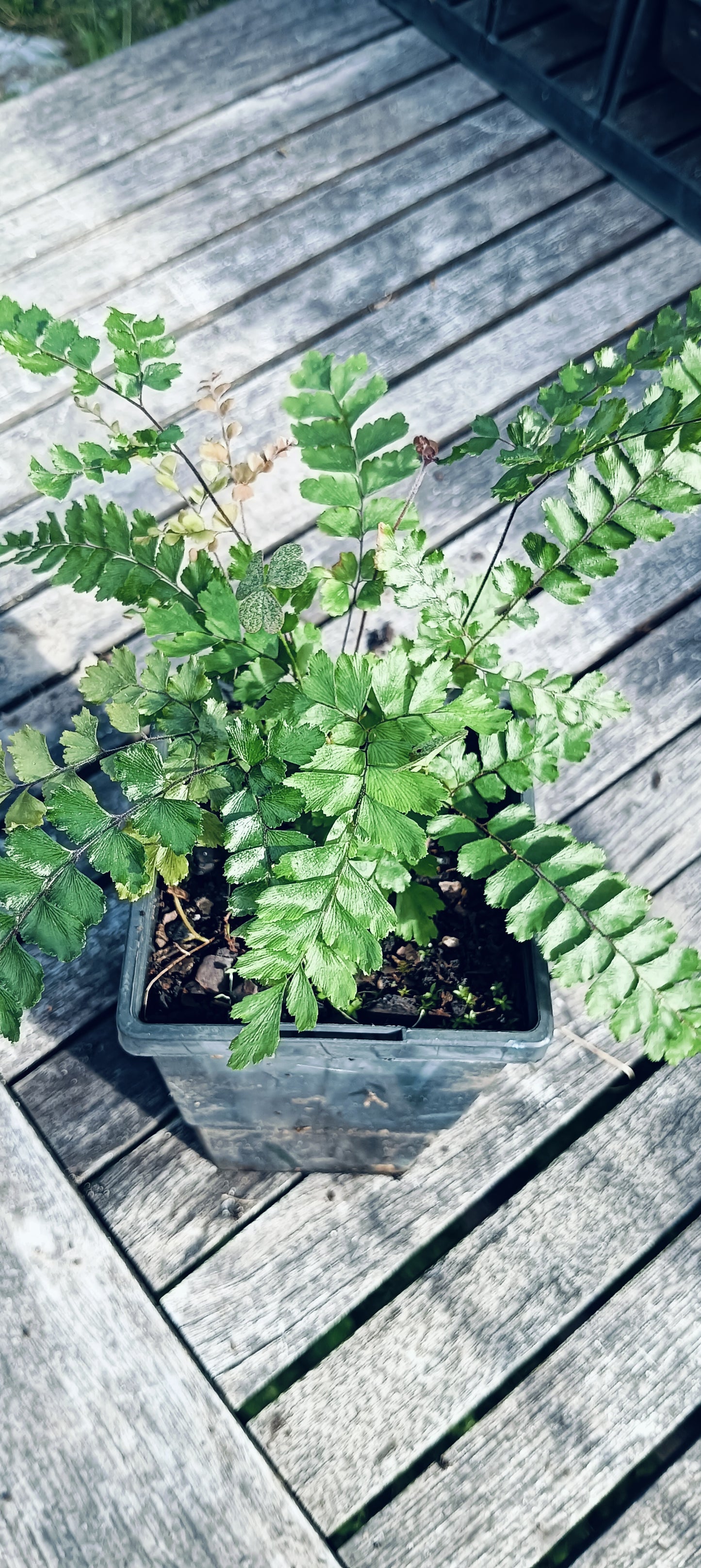 Rough Maidenhair Fern