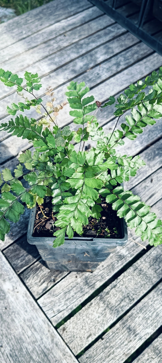 Rough Maidenhair Fern
