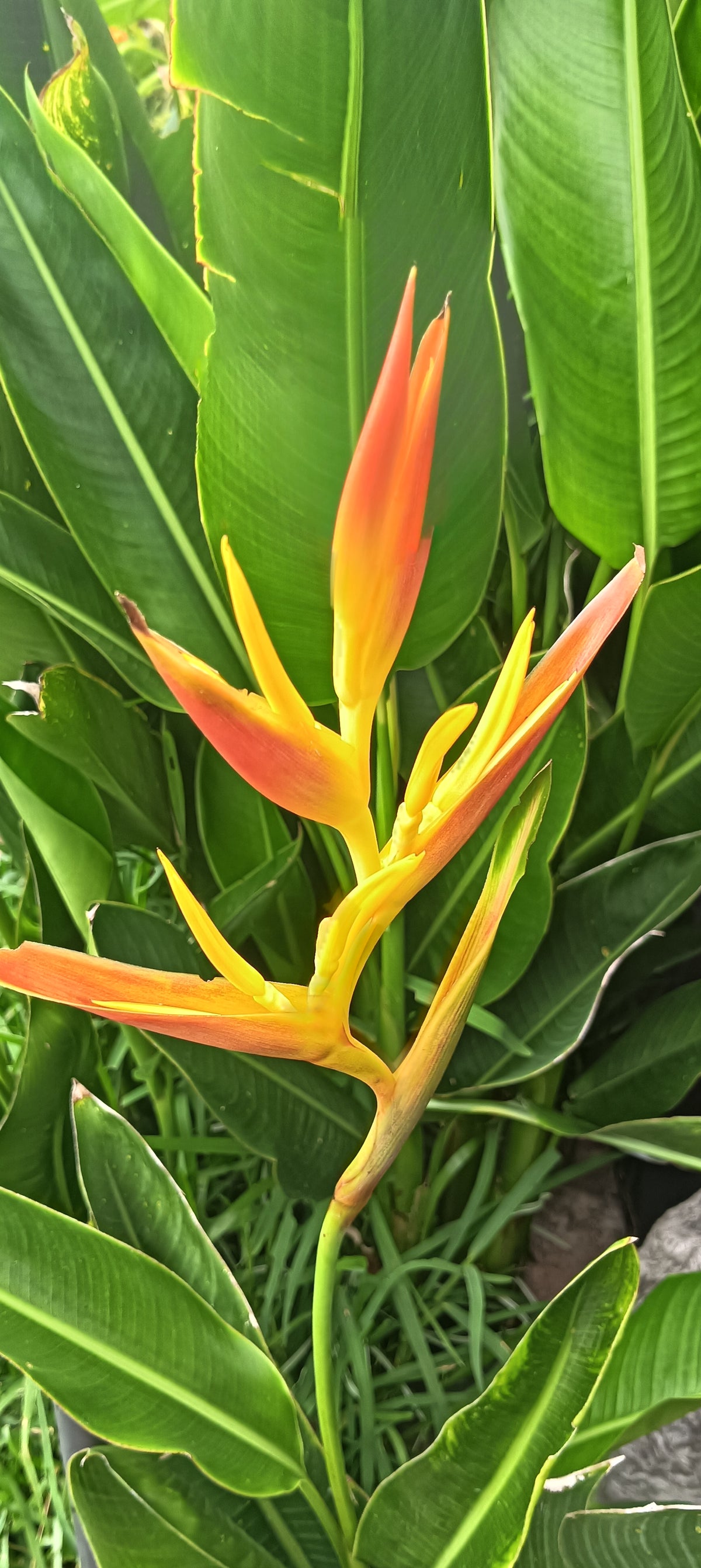 Heliconia Plant