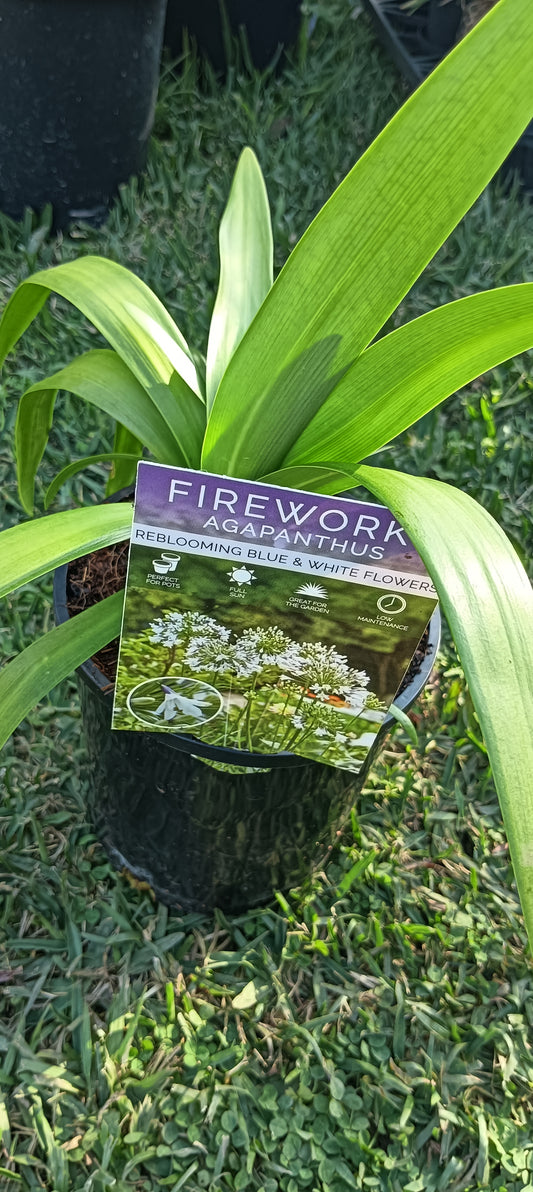 Agapanthus Fireworks