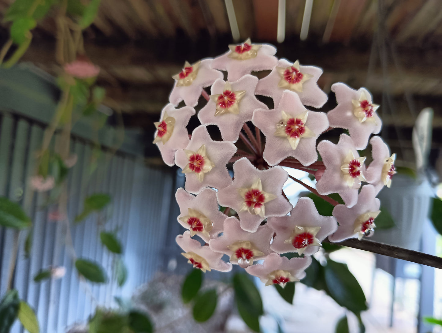 Hoya - White Carnosa