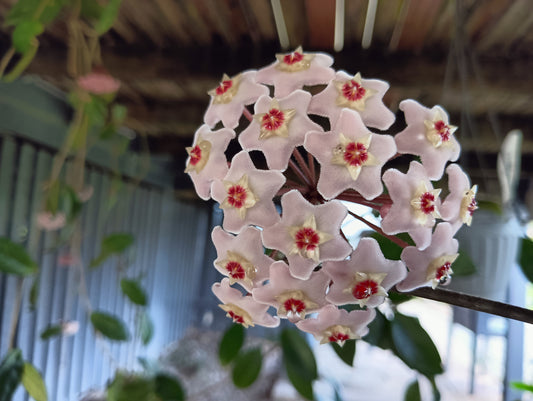 Hoya - White Carnosa