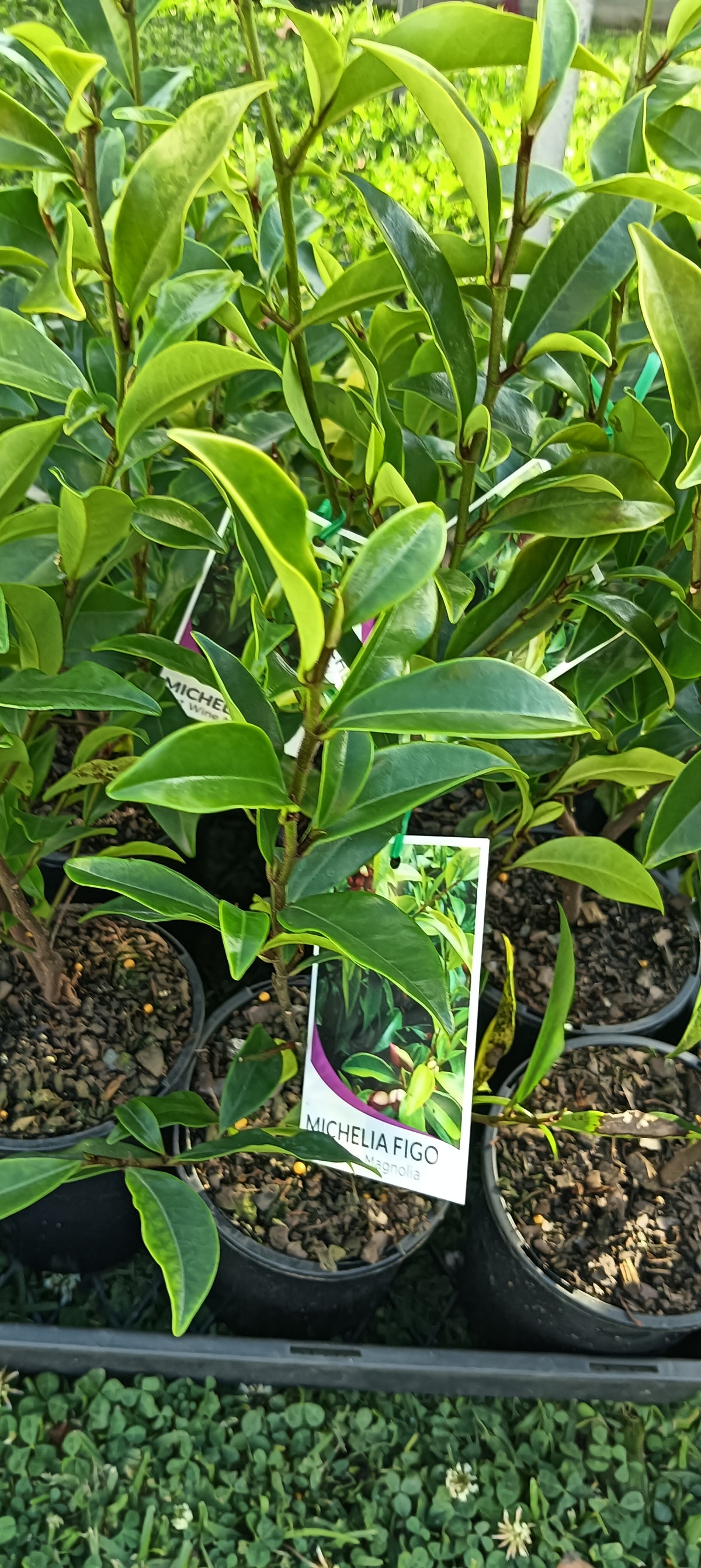 Michelia Figo " Port Wine Magnolia"