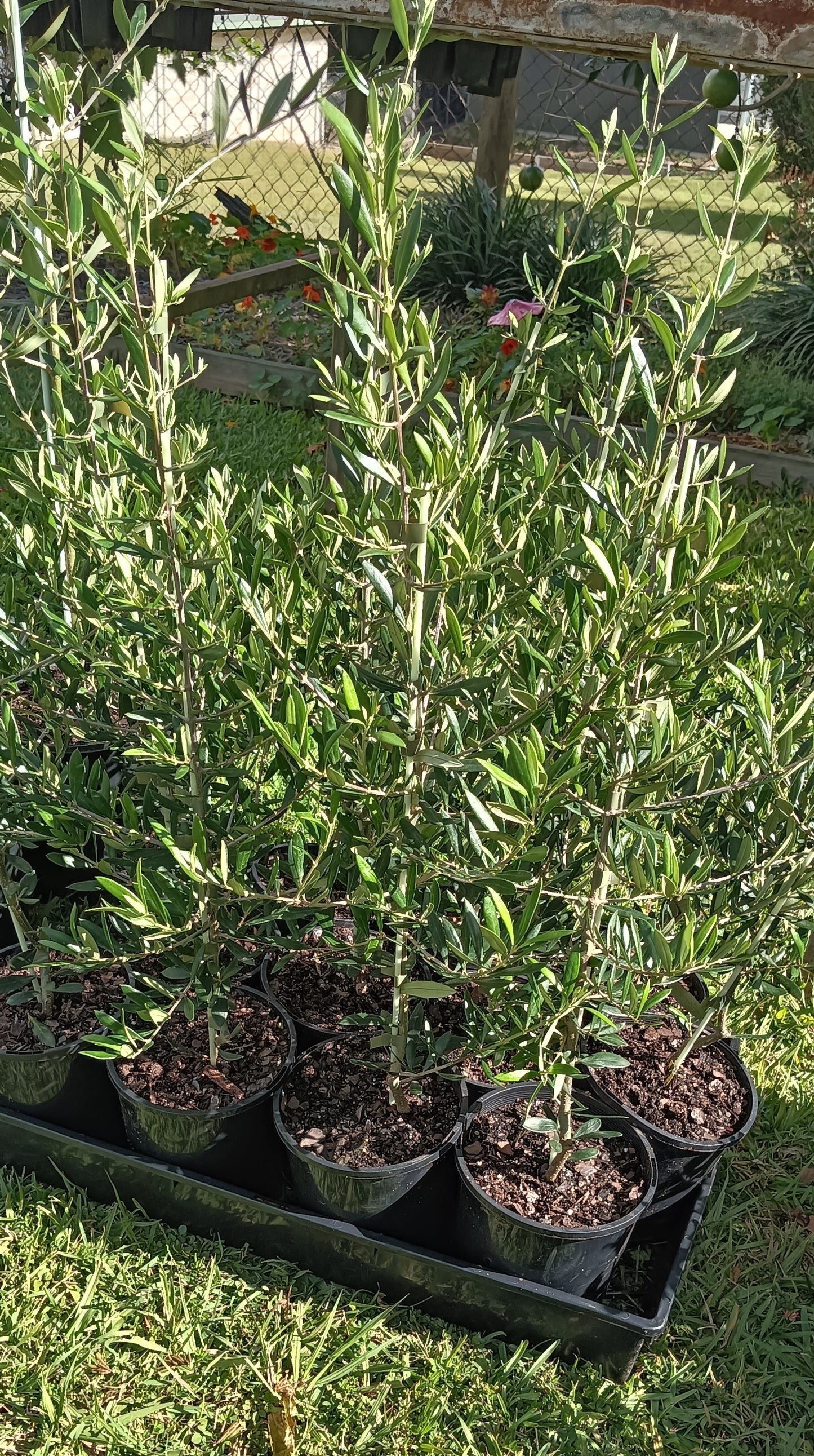 Olive "Bambalina"