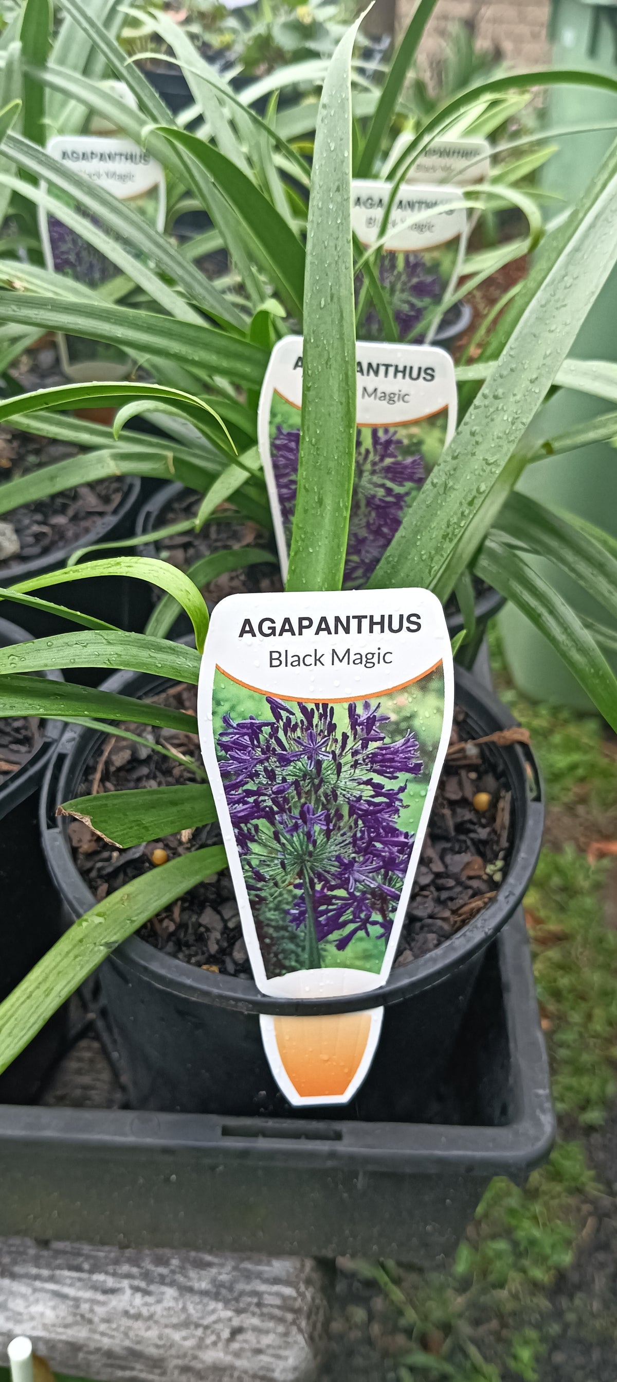 Agapanthus "Black Magic"