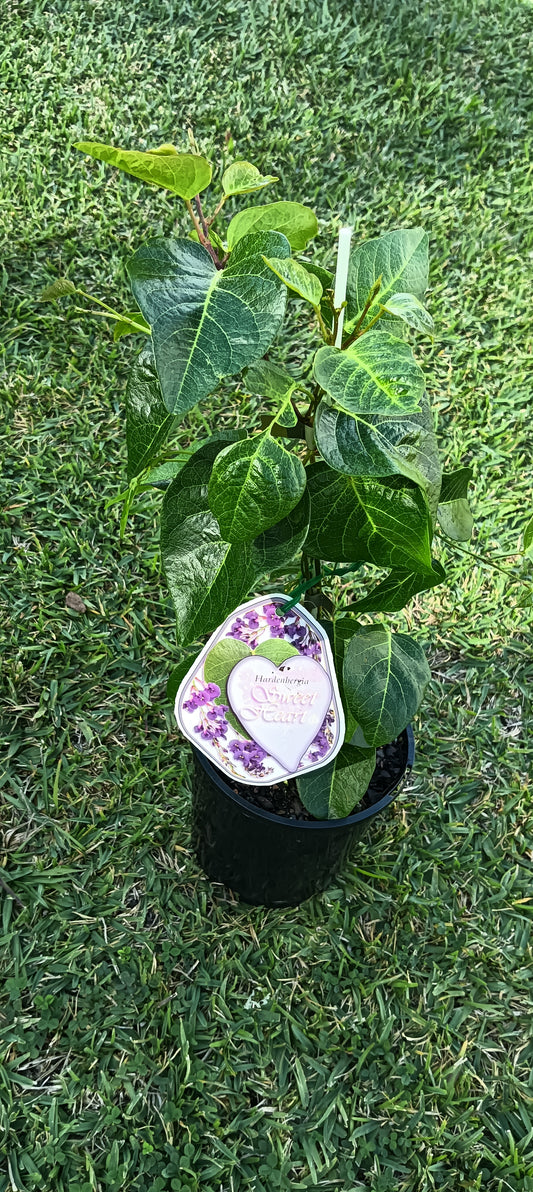 Hardenbergia "Sweet Heart"