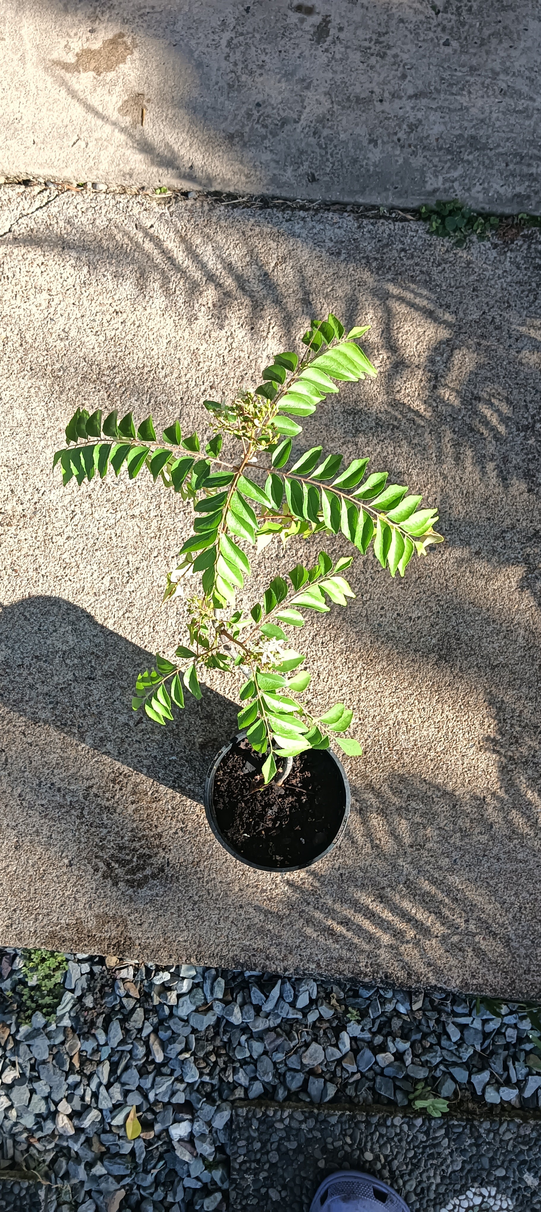 Curry Tree - Murraya koenigii – Grow Thyme Nursery