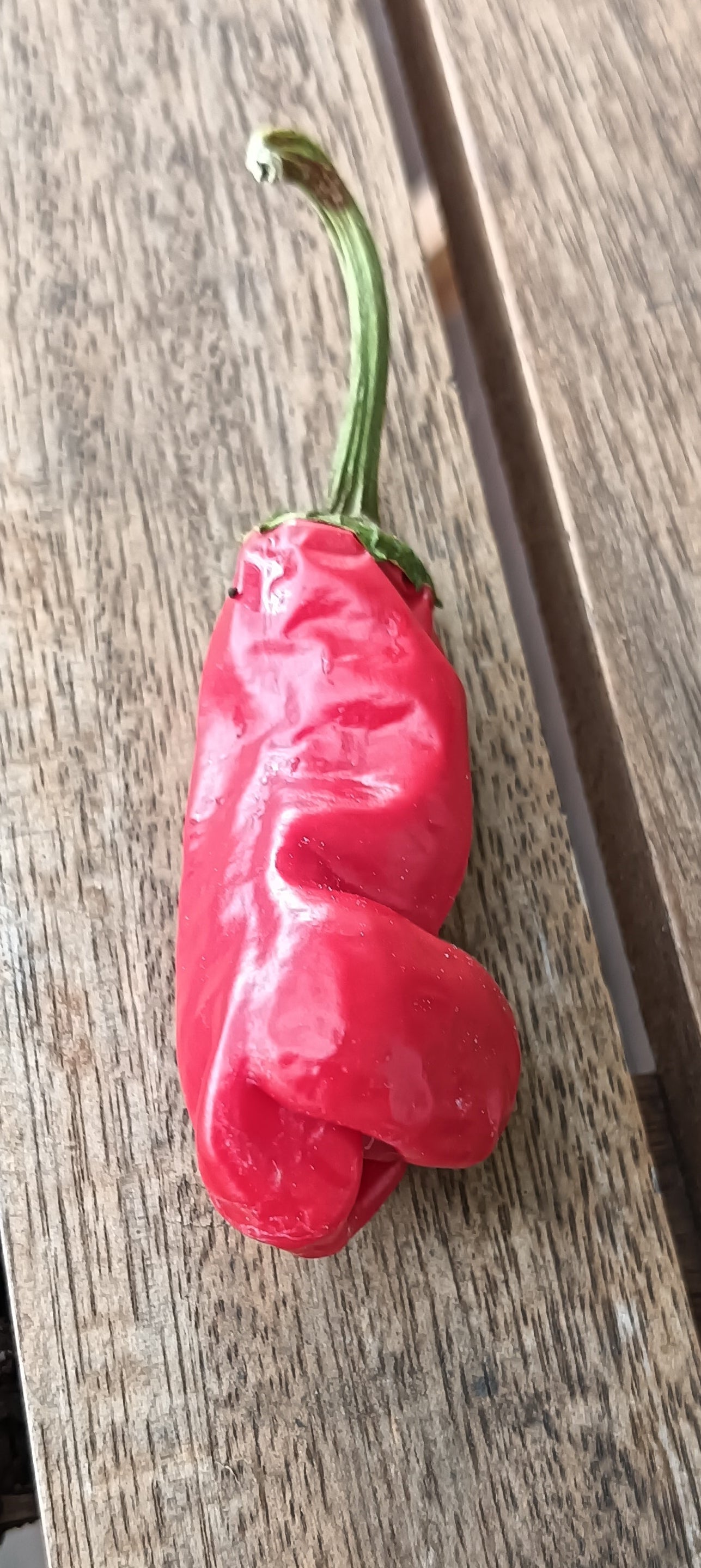 Peter Pepper Penis Chilli