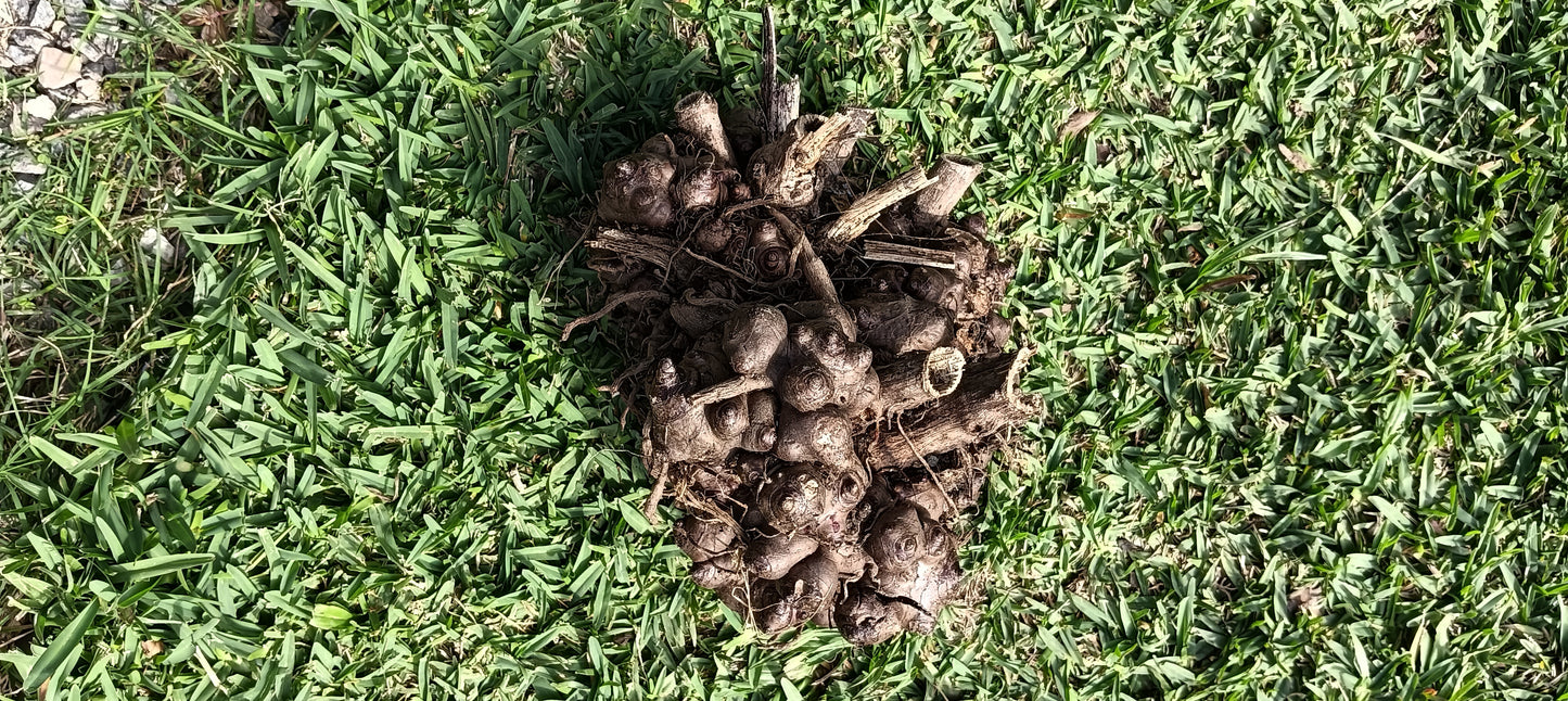 Yacon Tubers