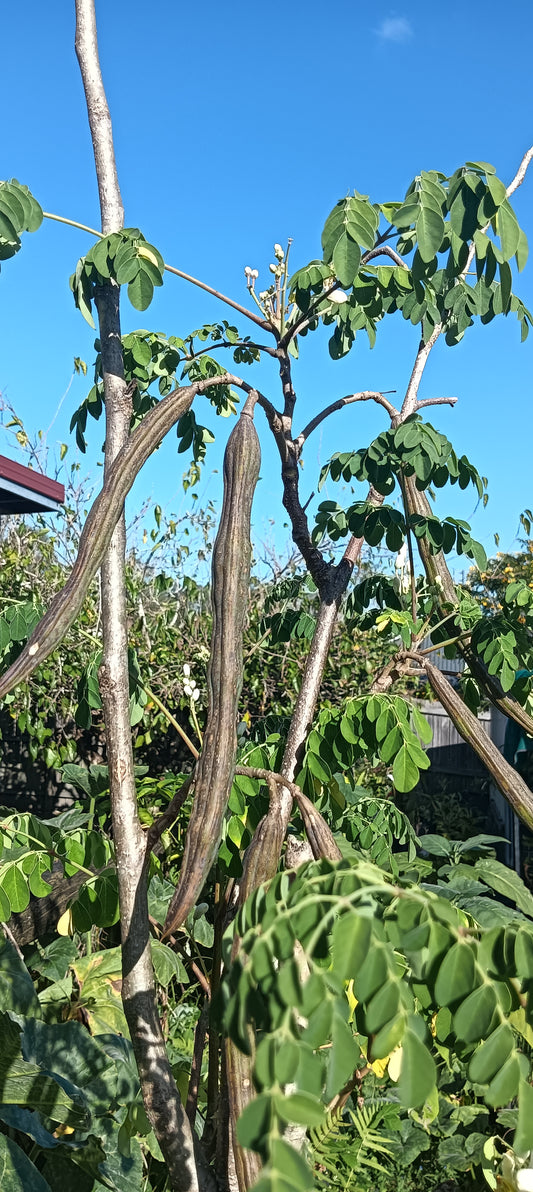 Moringa Plant- Drumstick Tree