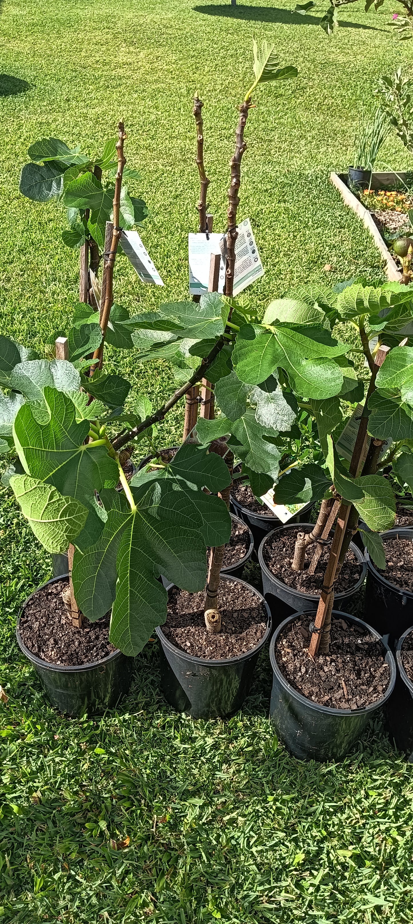 Deanne Fig Plant