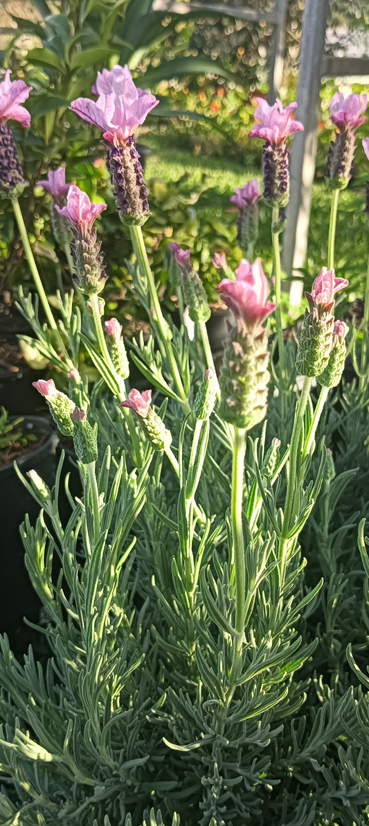 Lavender" Pink Lace"