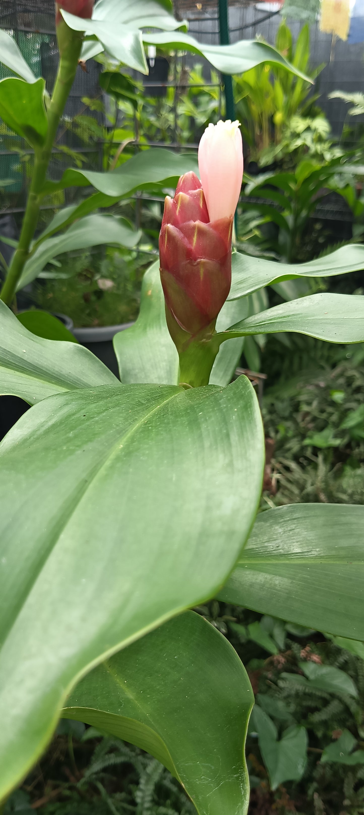 Costus spiralis ( Pink Indian Head)