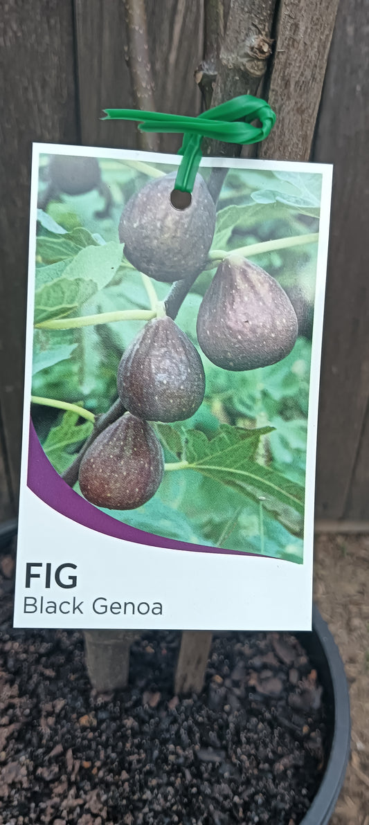 Fig Black Genoa