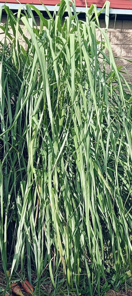 Lemon Grass-West Indian