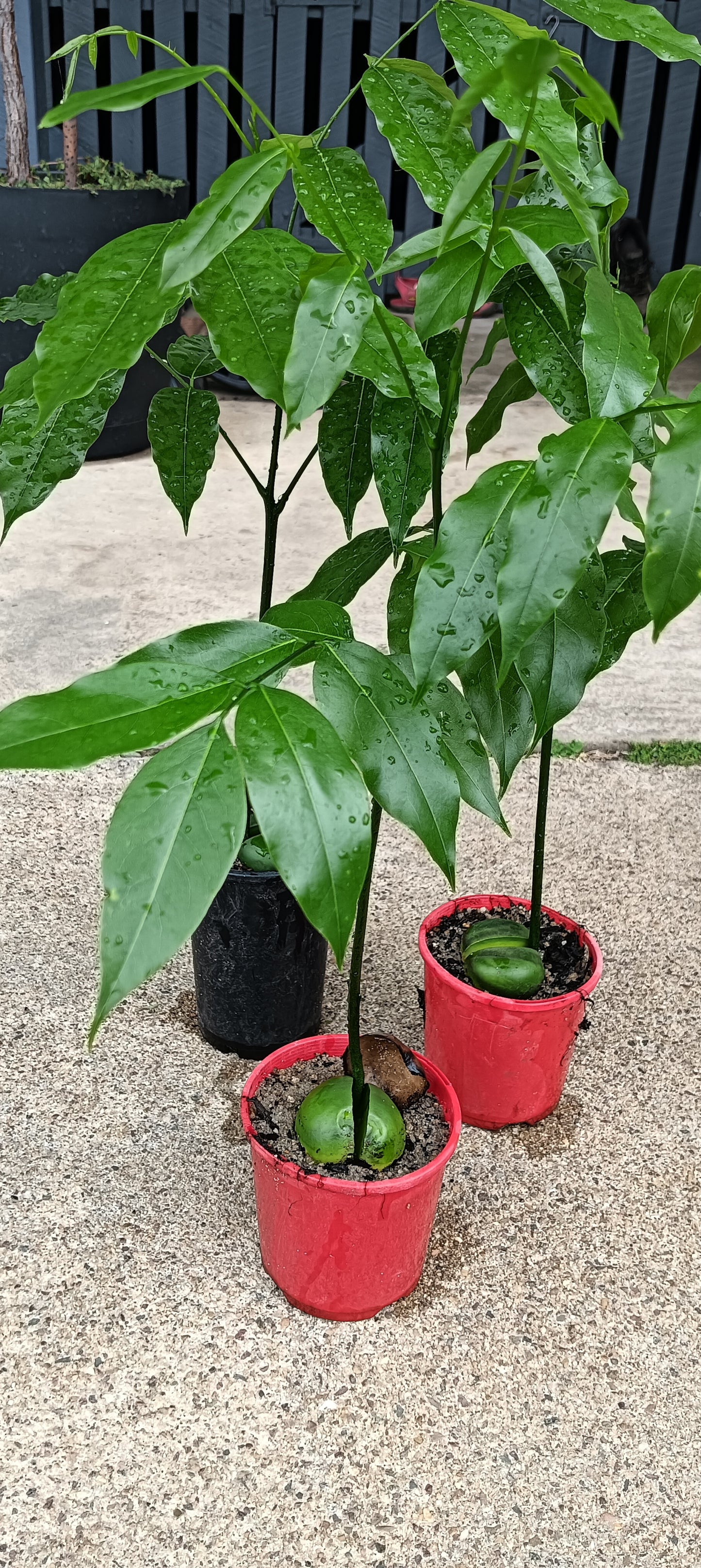 Black Bean Plant - Castanospermum australe