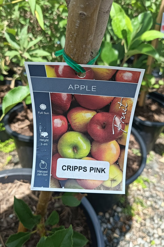 Cripps Pink Dwarf Apple