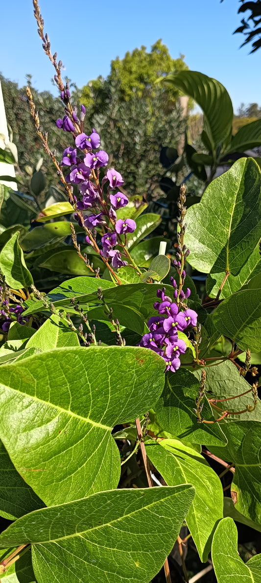 Hardenbergia "Sweet Heart"