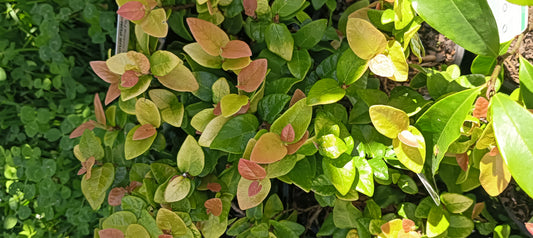 Climbing Fig "Ficus pumila"