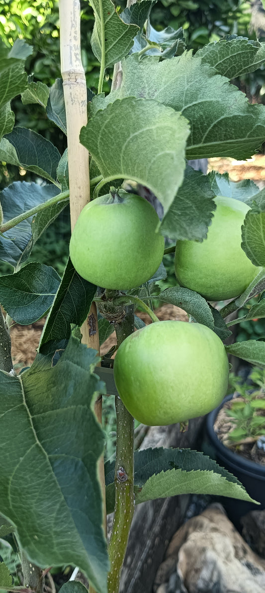 Apple Dwarf Granny Smith