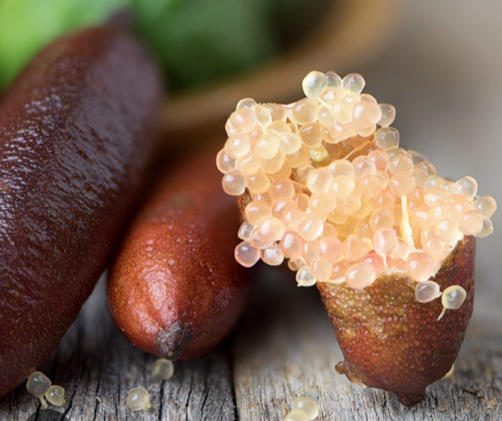 Fingerlime "Pink Ice"