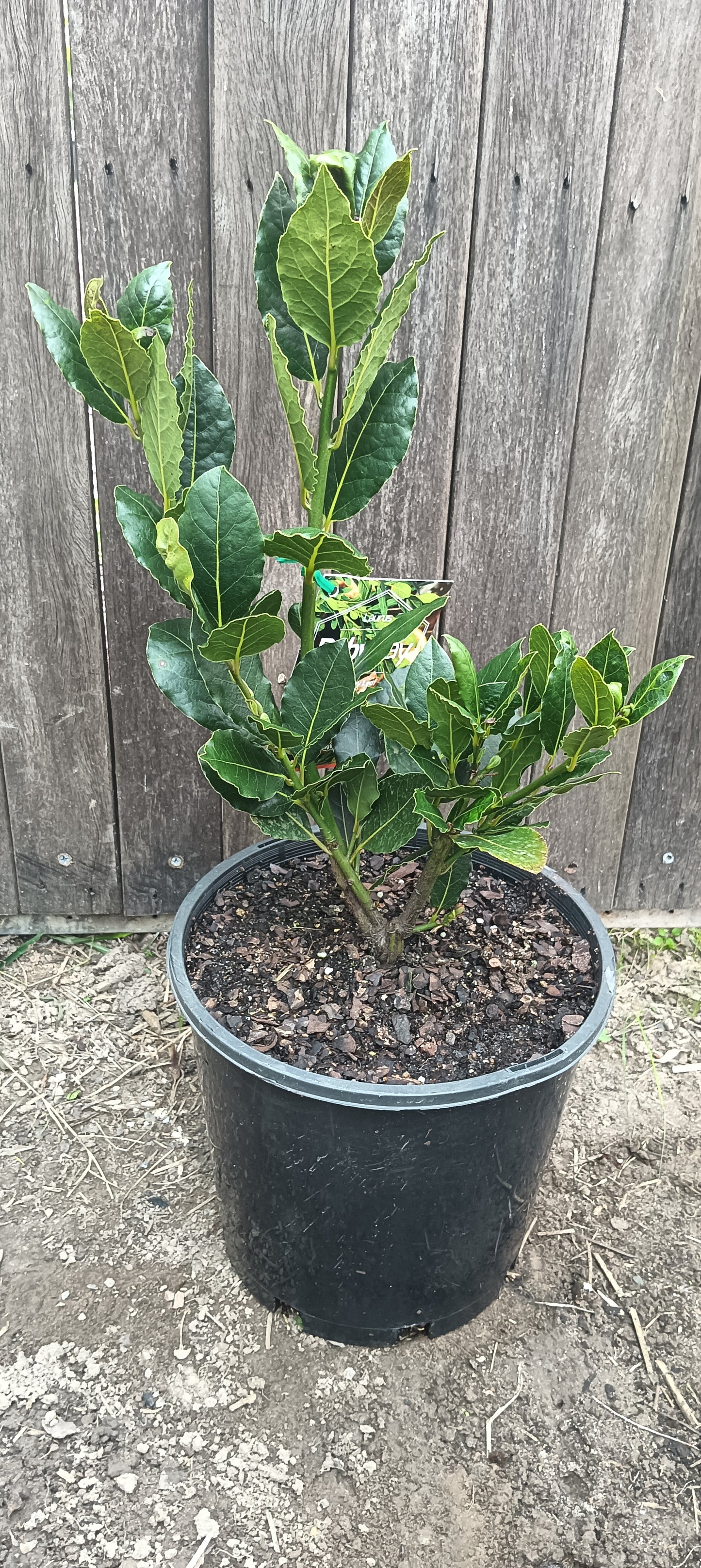 Bay Tree Dwarf "Baby Bay"