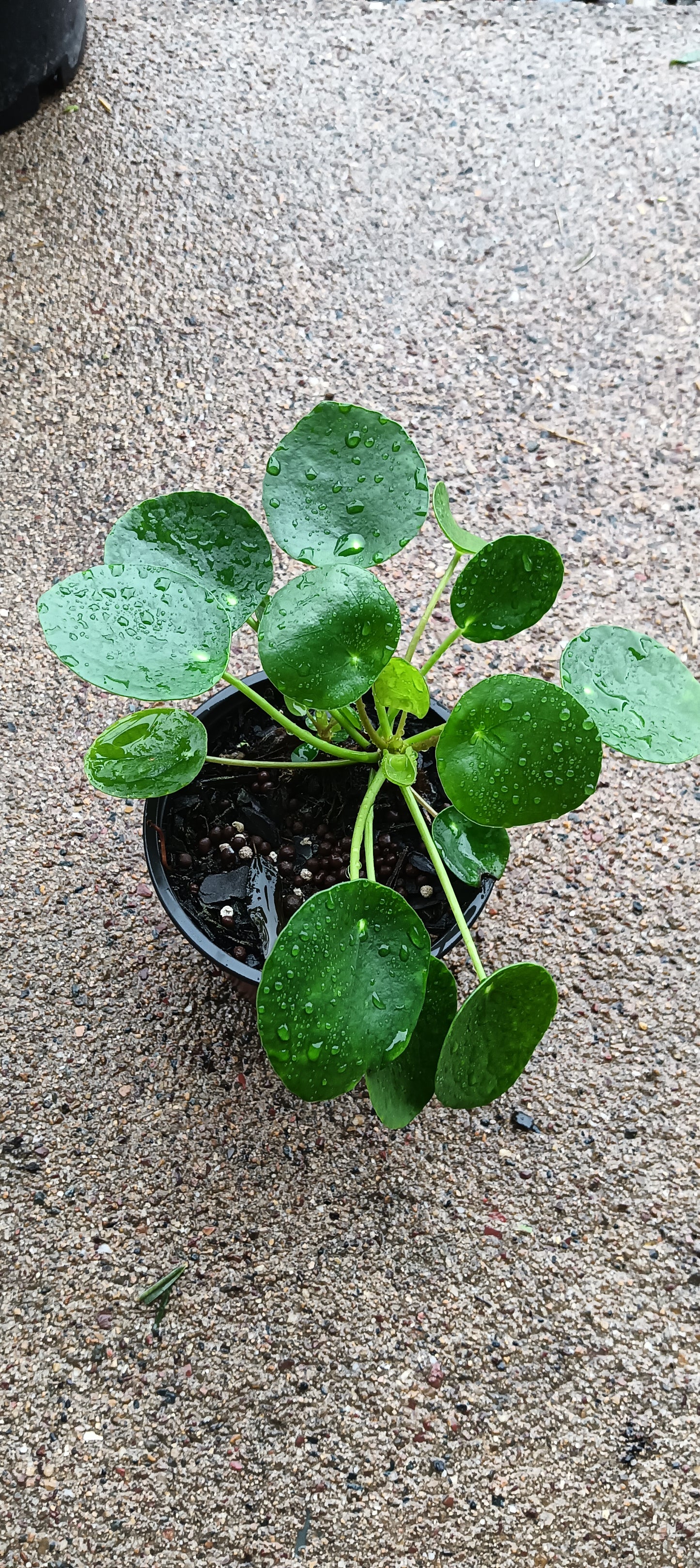 Money Plant