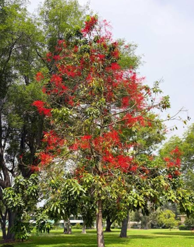 Flame Tree "Brachychiton acerifolius"
